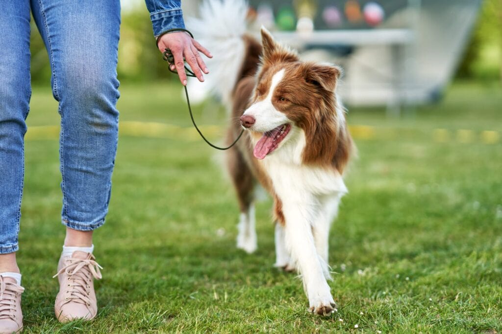 How to train a dog to walk on a leash