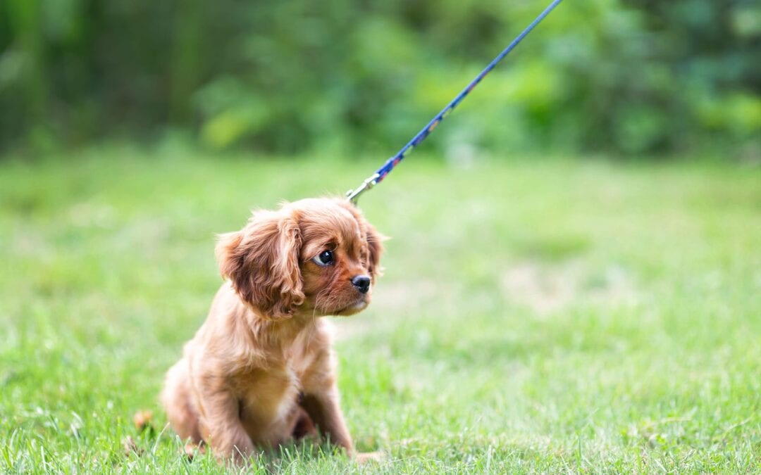 How to train a dog to walk on a leash 2