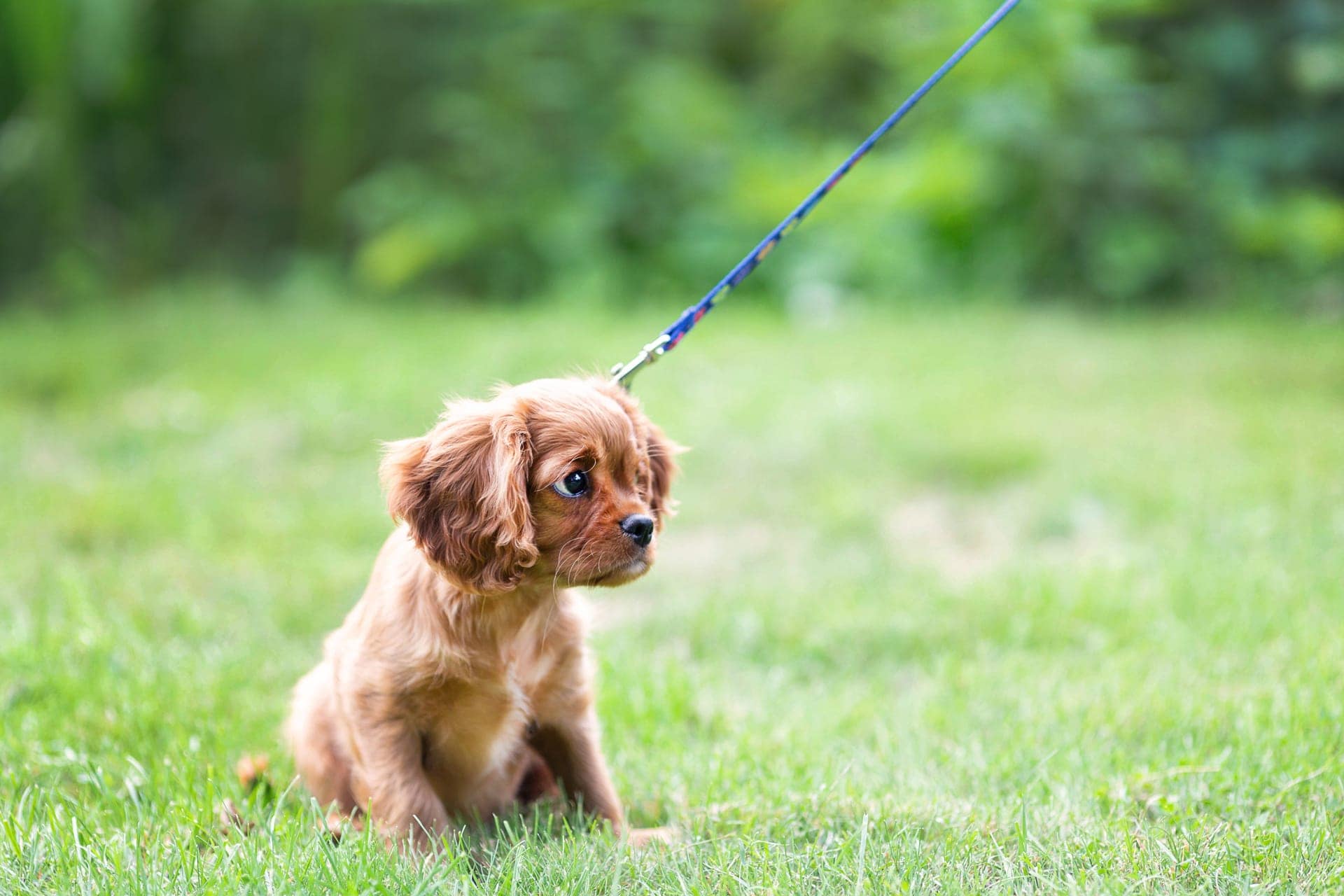 Blog 4 How to train a dog to walk on a leash 2