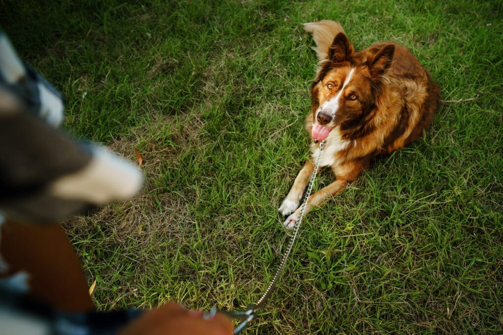 How to train a dog to walk on a leash 3