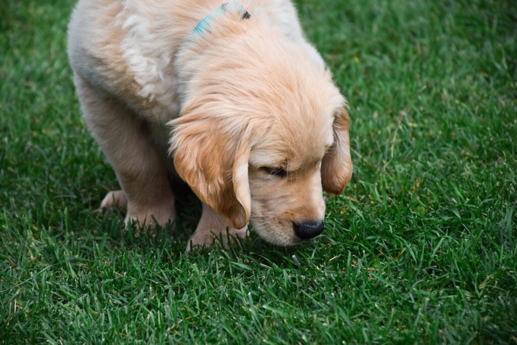 Potty Training a Puppy
