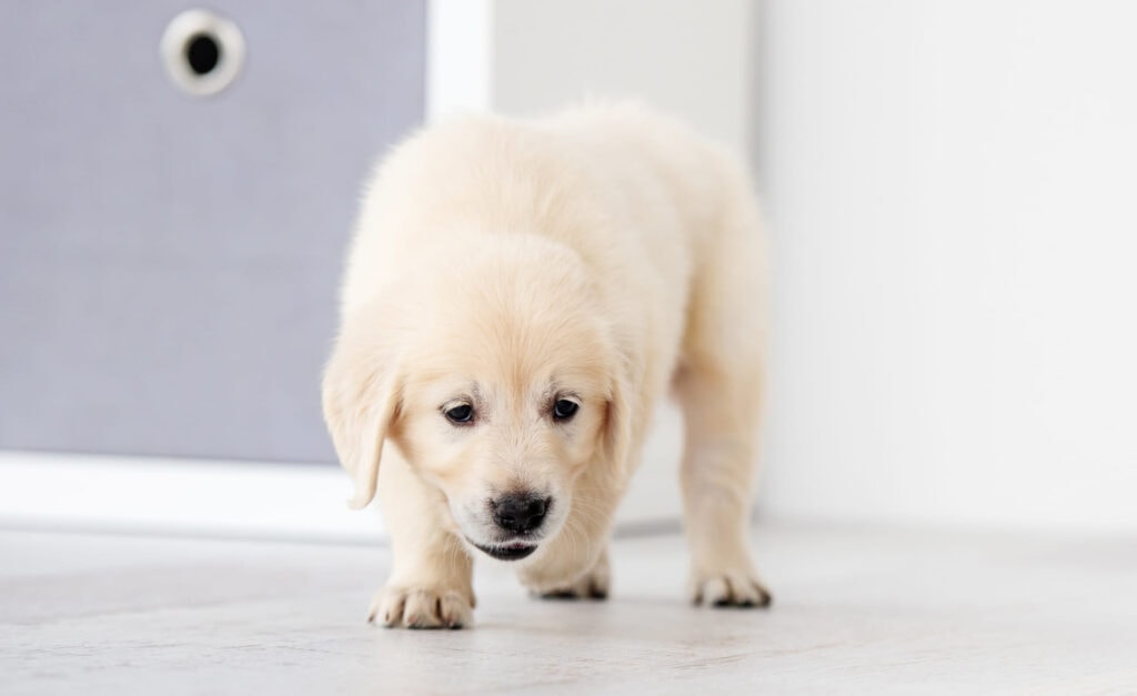 Potty Training a Puppy 2