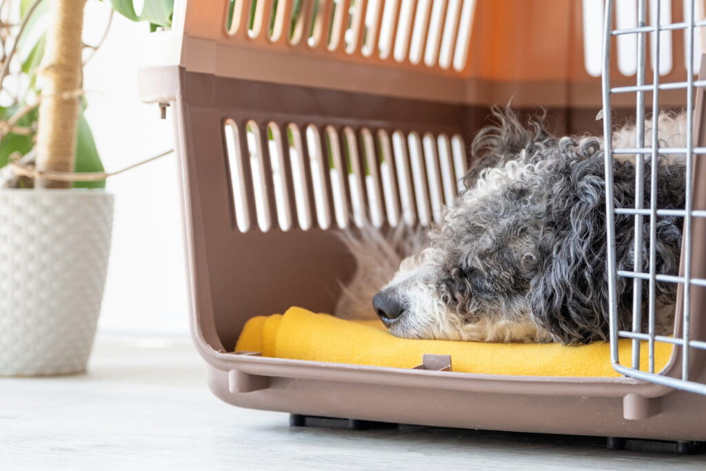 crate training a dog