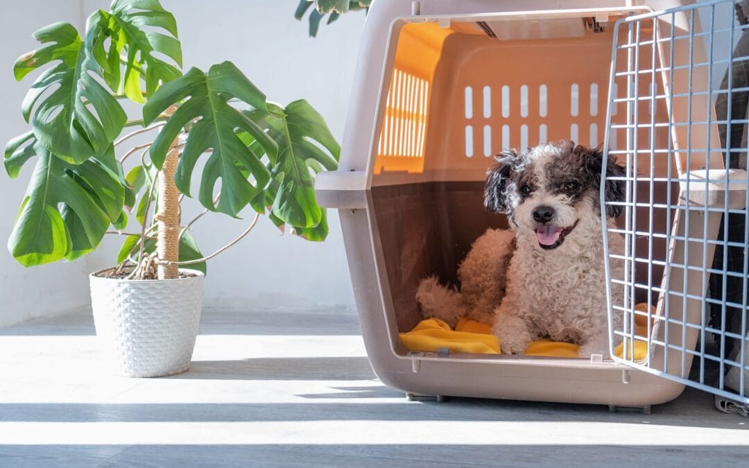 How to Crate Train Your Dog in 7 Easy Steps