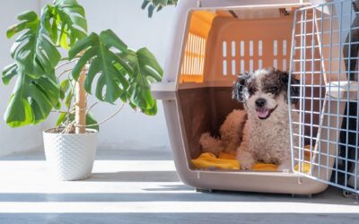 How to Crate Train Your Dog in 7 Easy Steps