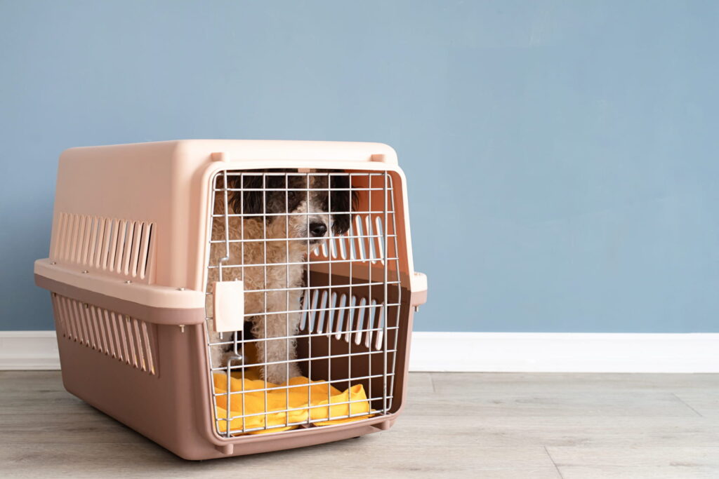crate training a dog 3