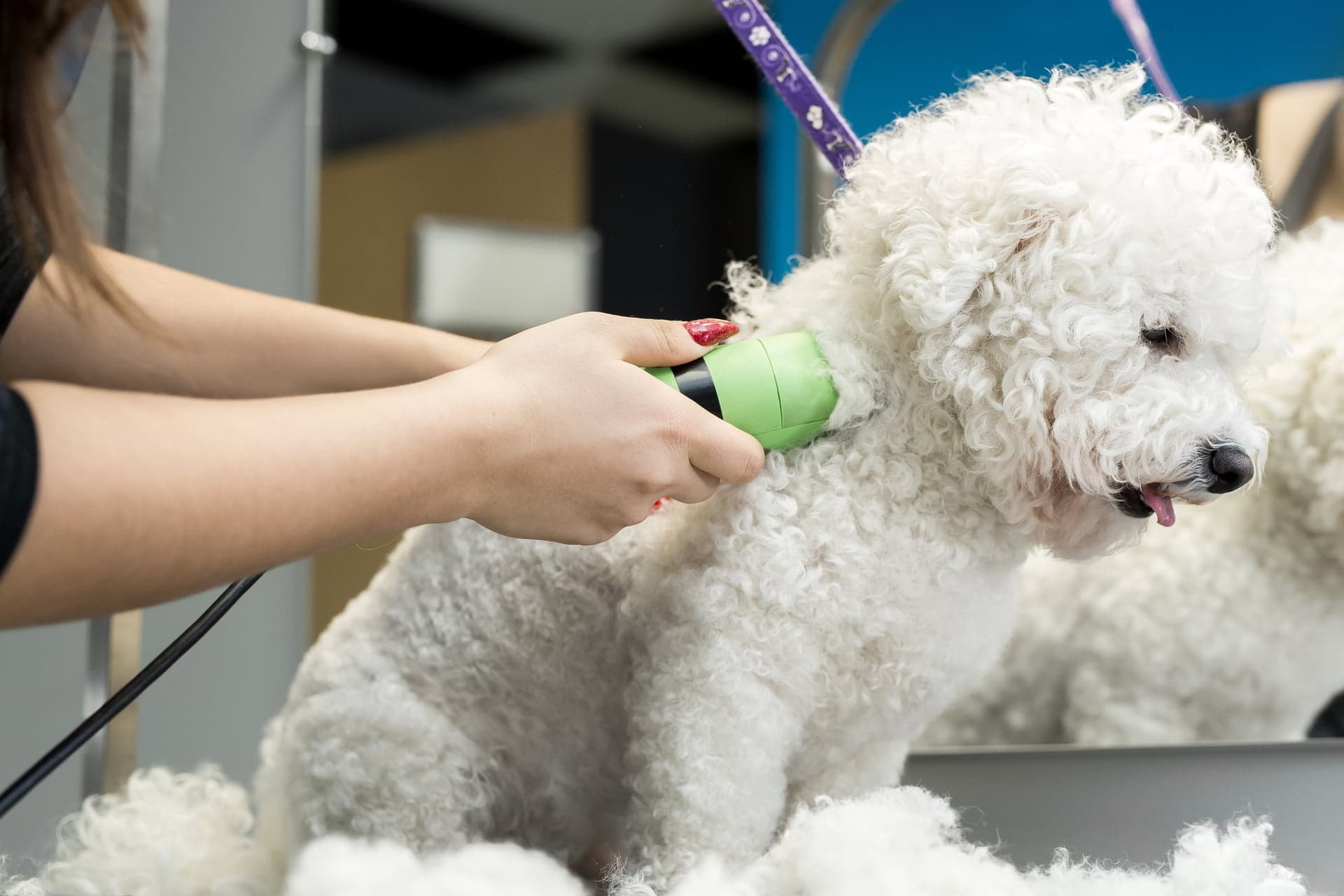 poodle being groomed by dog groomer poodle being groomed by dog groomer