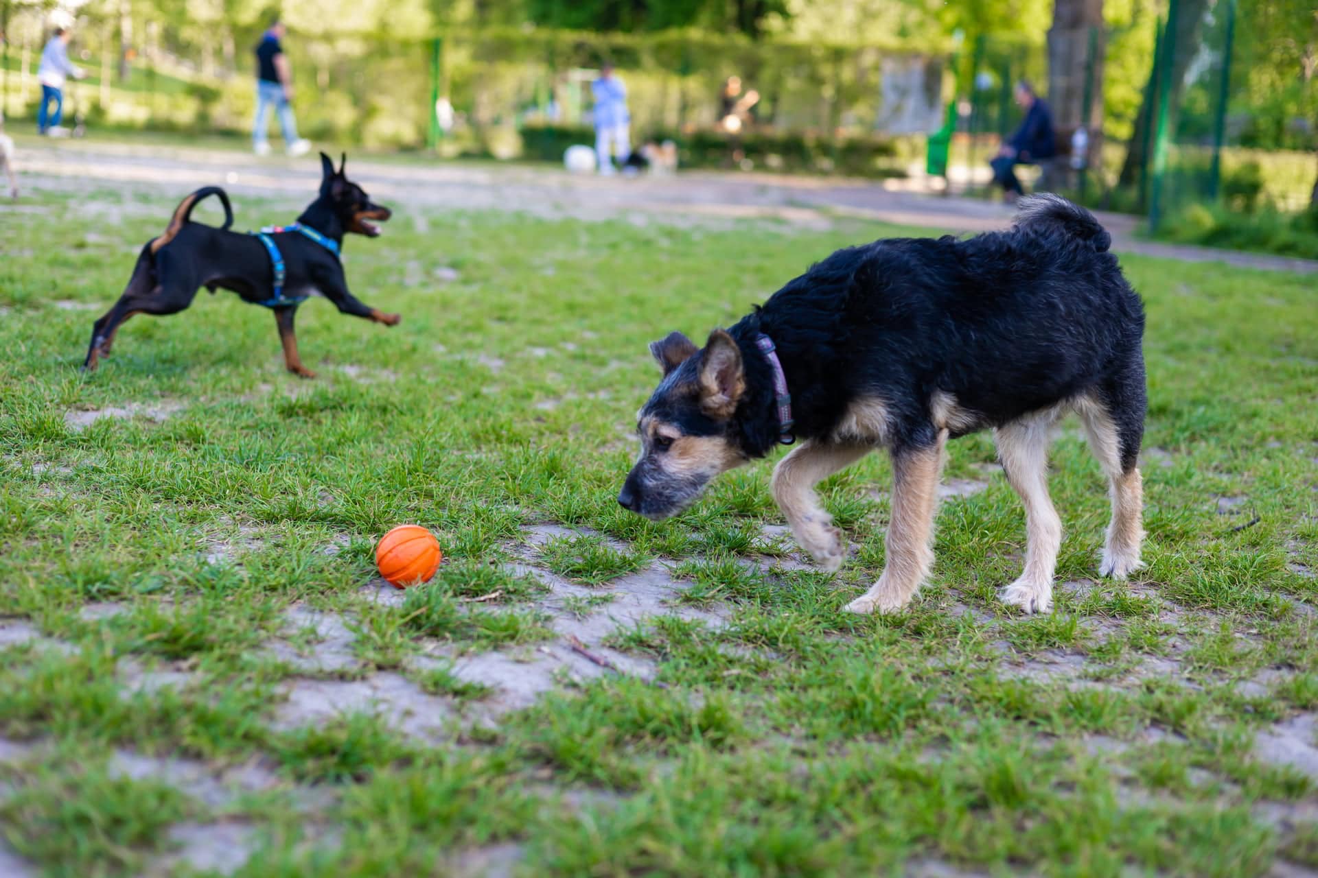 dogs at a dog park dogs at dog park