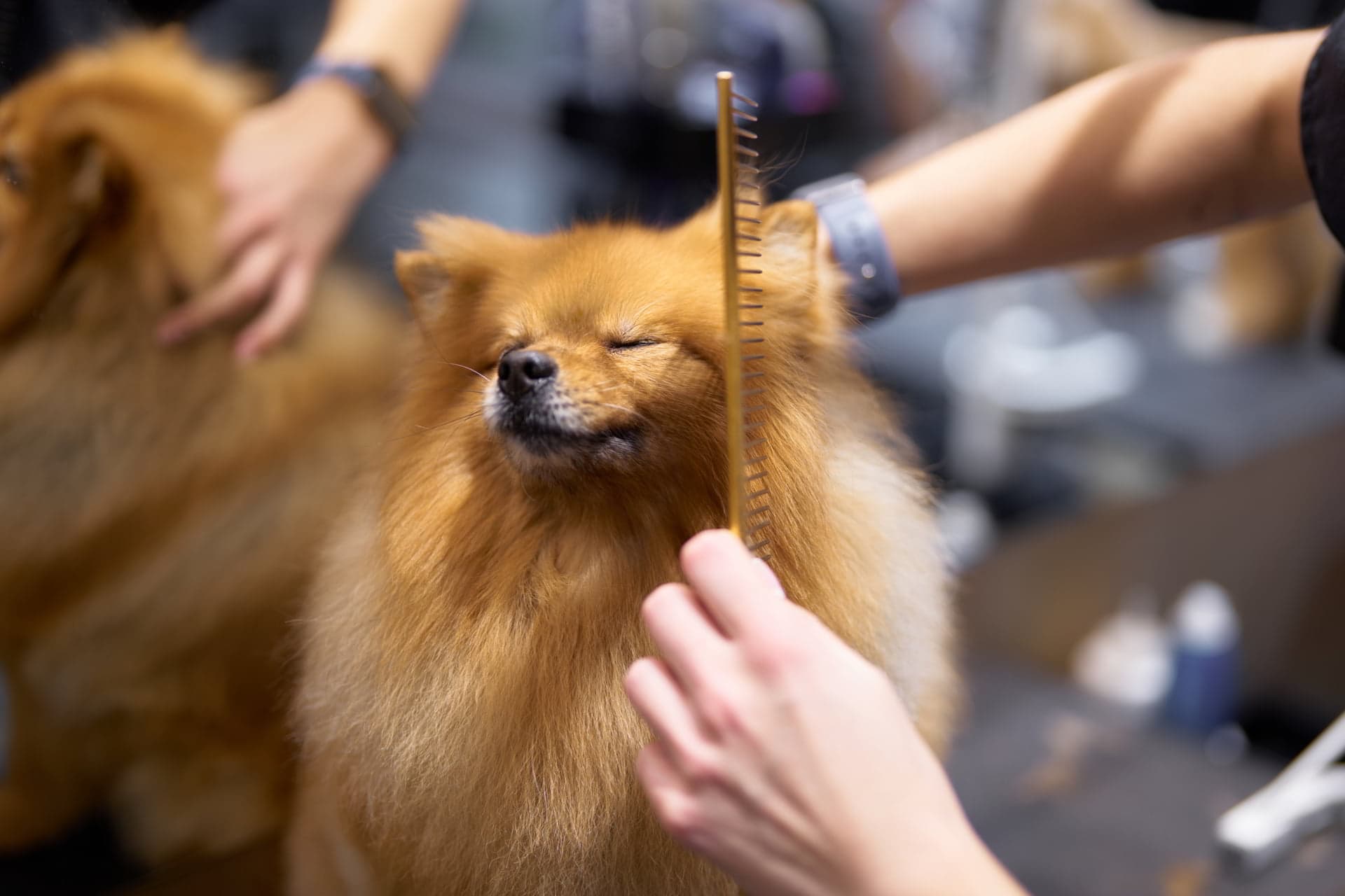 grooming_session_for_a_fluffy_dog a dog getting groomed by dog grooming service