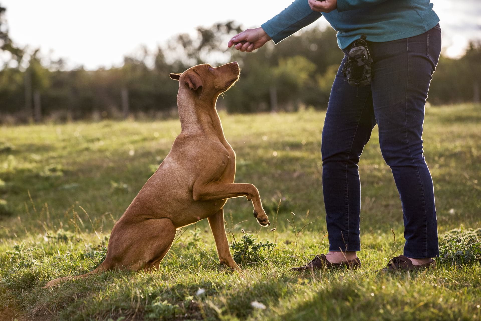 woman training obedient dog woman training obedient dog