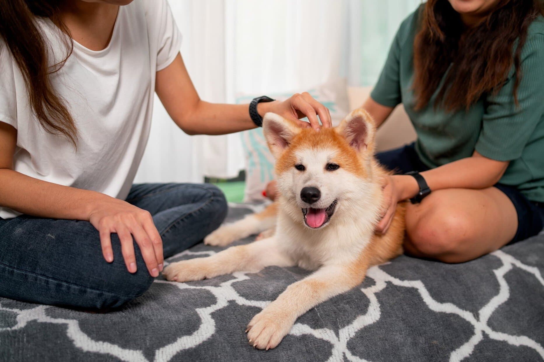 women petting dog at dog boarding facility