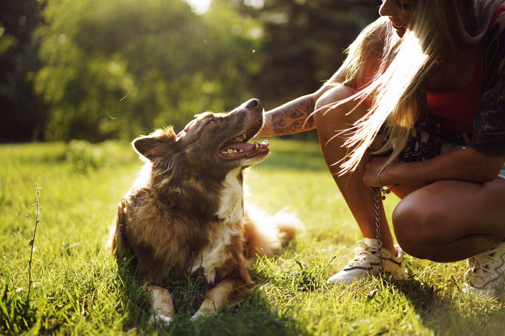 Blog 2 dog boarding and dog grooming